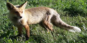 Fox Hunting Rifles